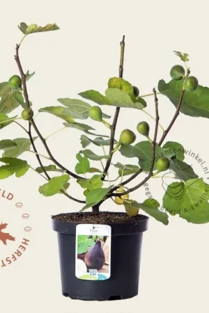 Zolang de voorraad strekt - Ficus carica ‘Del Portogallo‘