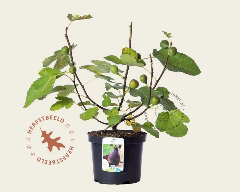 Zolang de voorraad strekt - Ficus carica ‘Del Portogallo‘