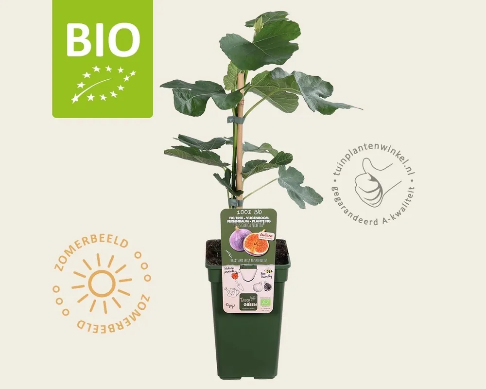 Ficus carica ‘Perretta‘ - BIO | Superprijs