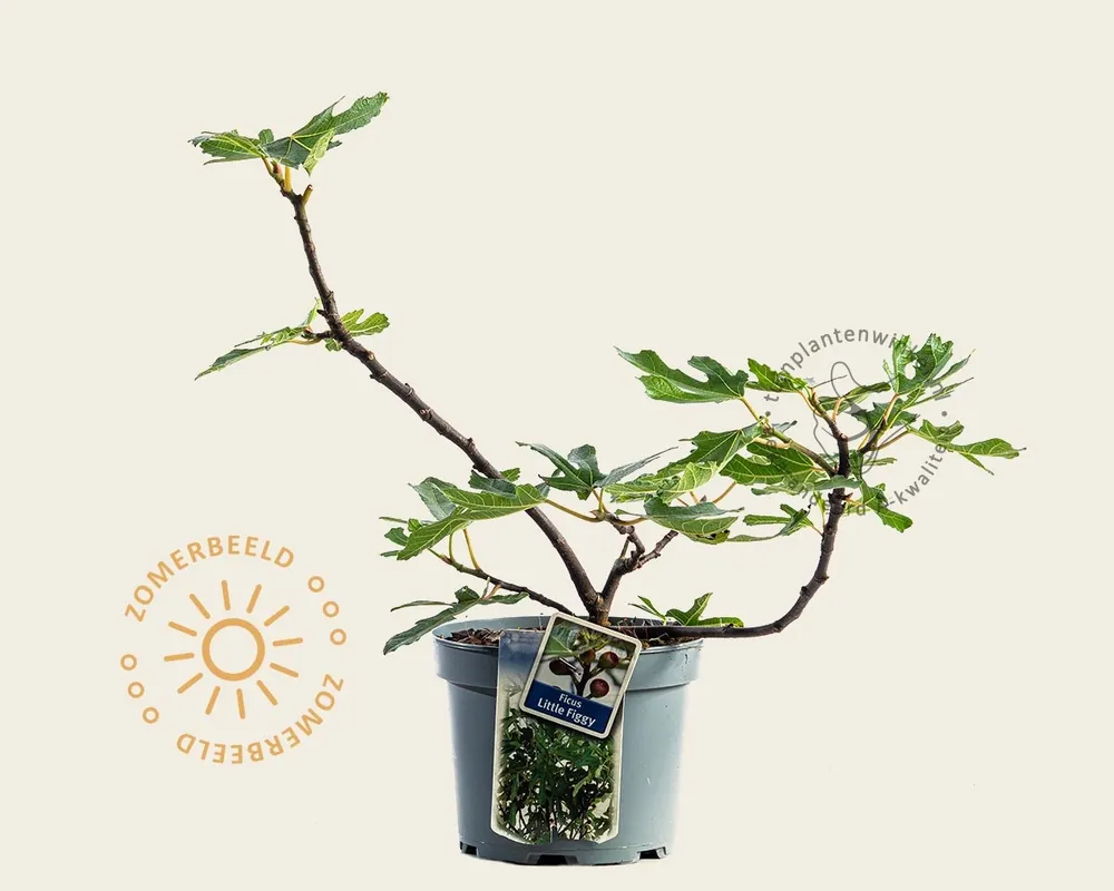Beste prijs | Ficus carica ‘Little Miss Figgy‘