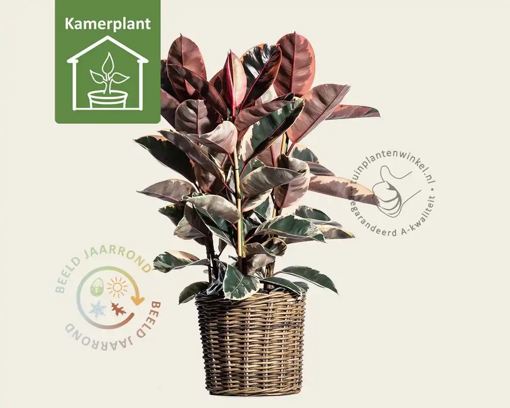 Prijs verlaagd - Ficus elastica belize