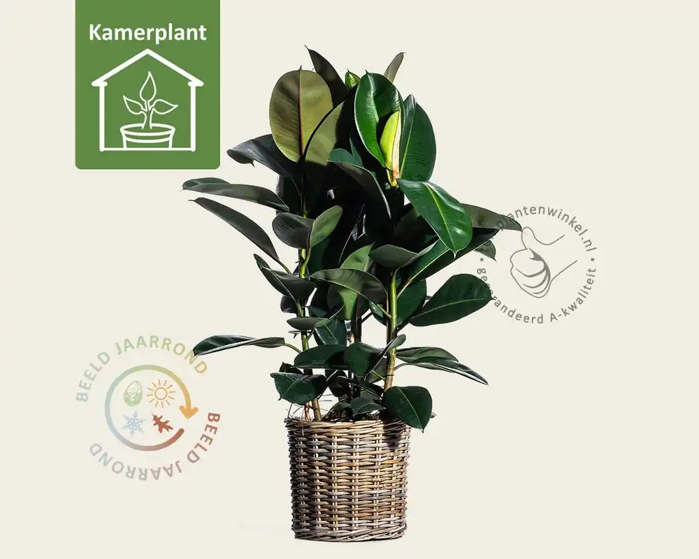 Direct van de fabrikant | Ficus elastica robusta