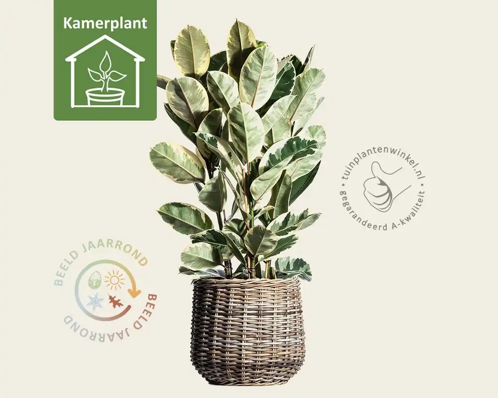 Ficus elastica tineke - Tijdelijke aanbieding