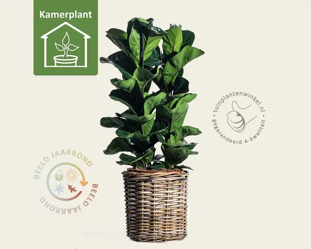 Ficus lyrata Bambino - Voordeelprijs