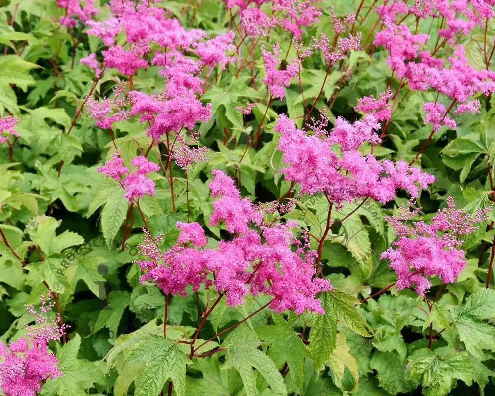 Bestseller | Filipendula purpurea