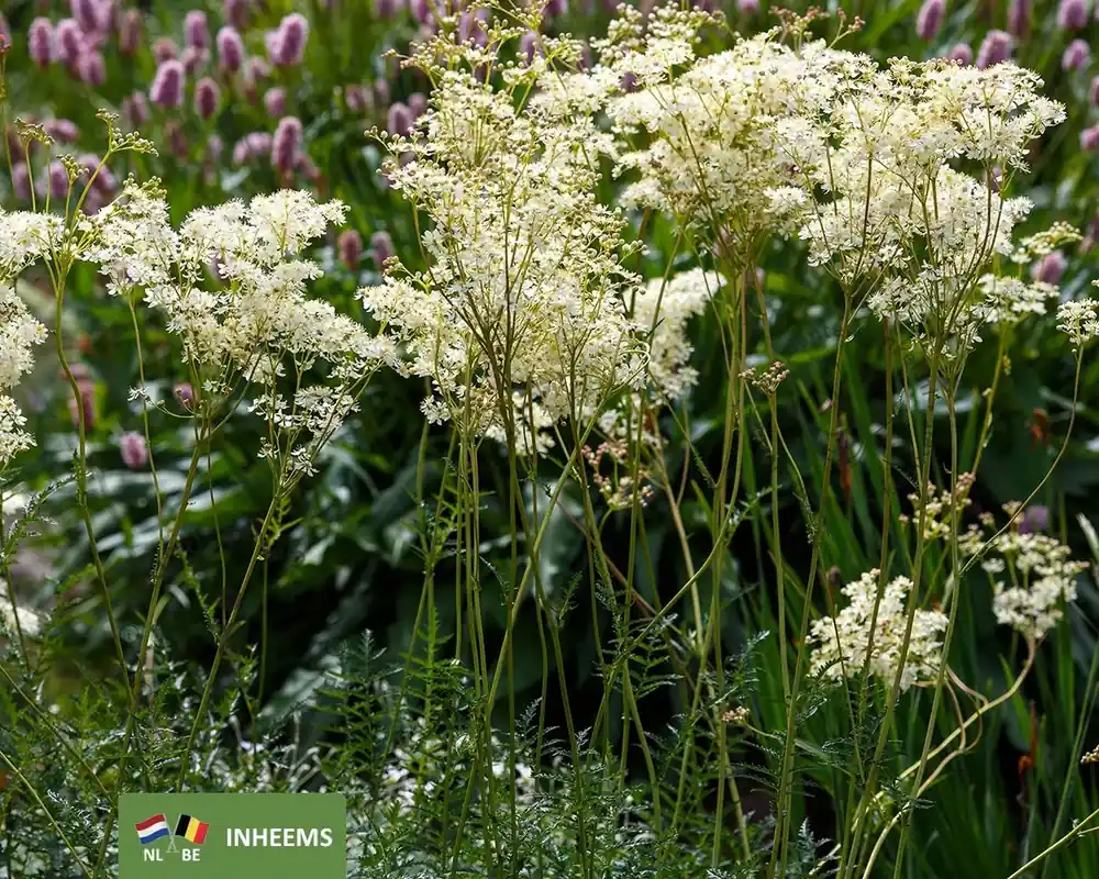 Filipendula vulgaris | Beste prijs