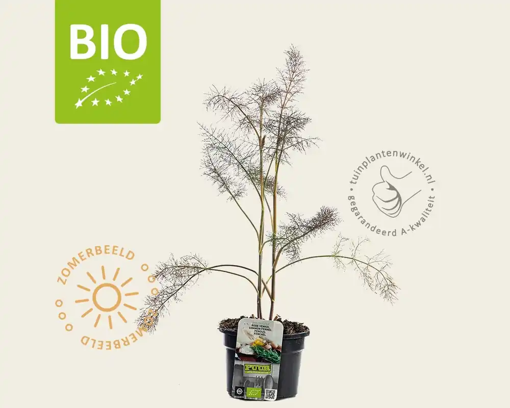 Scherpe prijs - Foeniculum vulgare ‘Purpureum‘ Puur