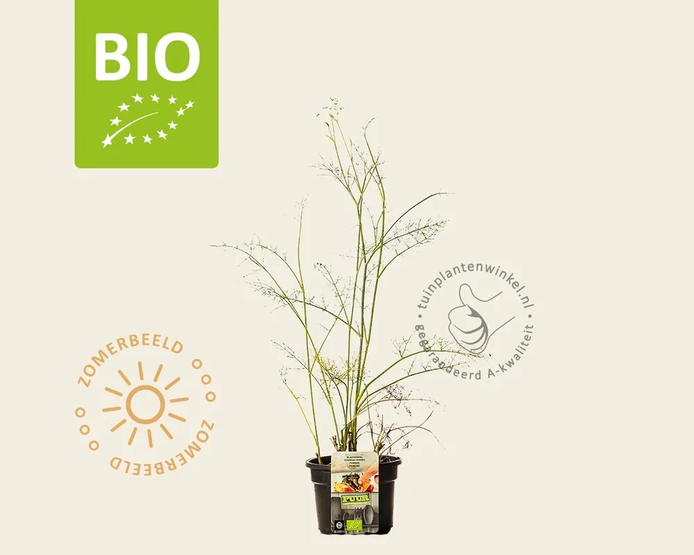 Foeniculum vulgare Puur | Superprijs