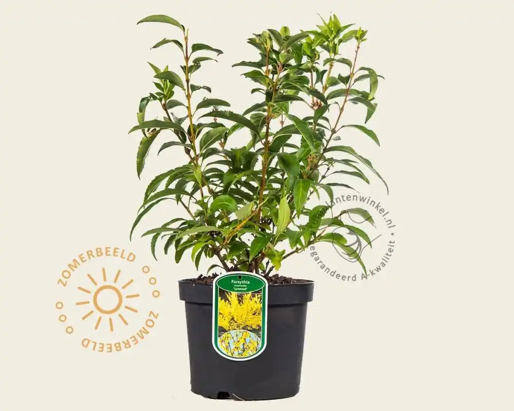 Alleen deze week | Forsythia intermedia ‘Lynwood‘