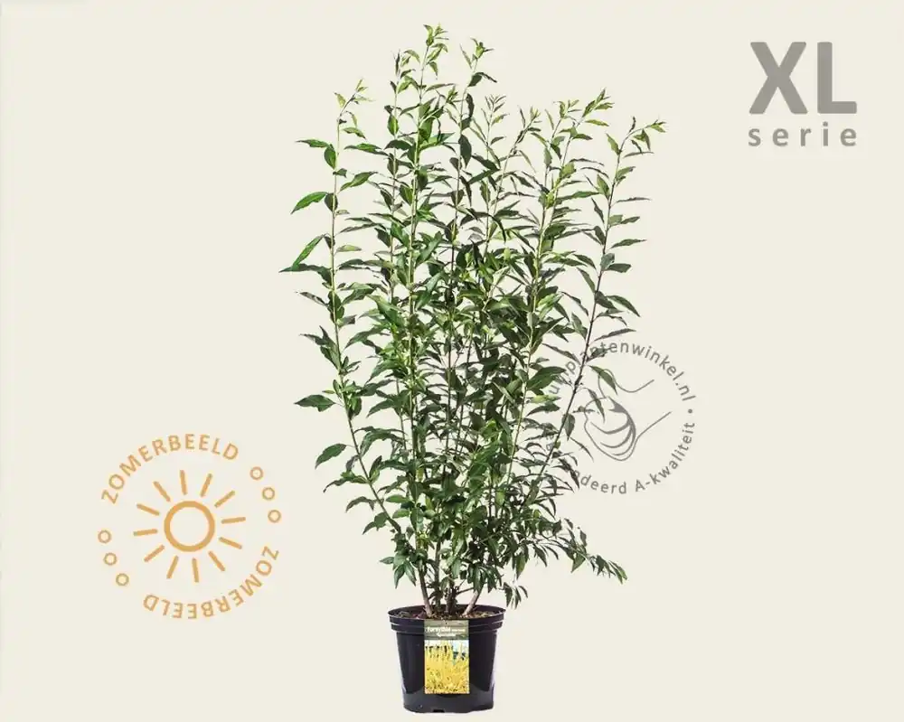 Mis het niet | Forsythia intermedia ‘Spectabilis‘ - XL