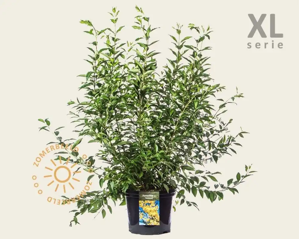 Forsythia intermedia ‘Week-End‘ - ‘Courtalyn’ - XL - Actieprijs