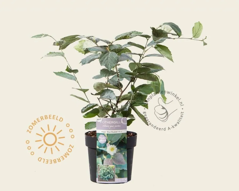 Sale | Fothergilla gardenii ‘Blue Shadow‘