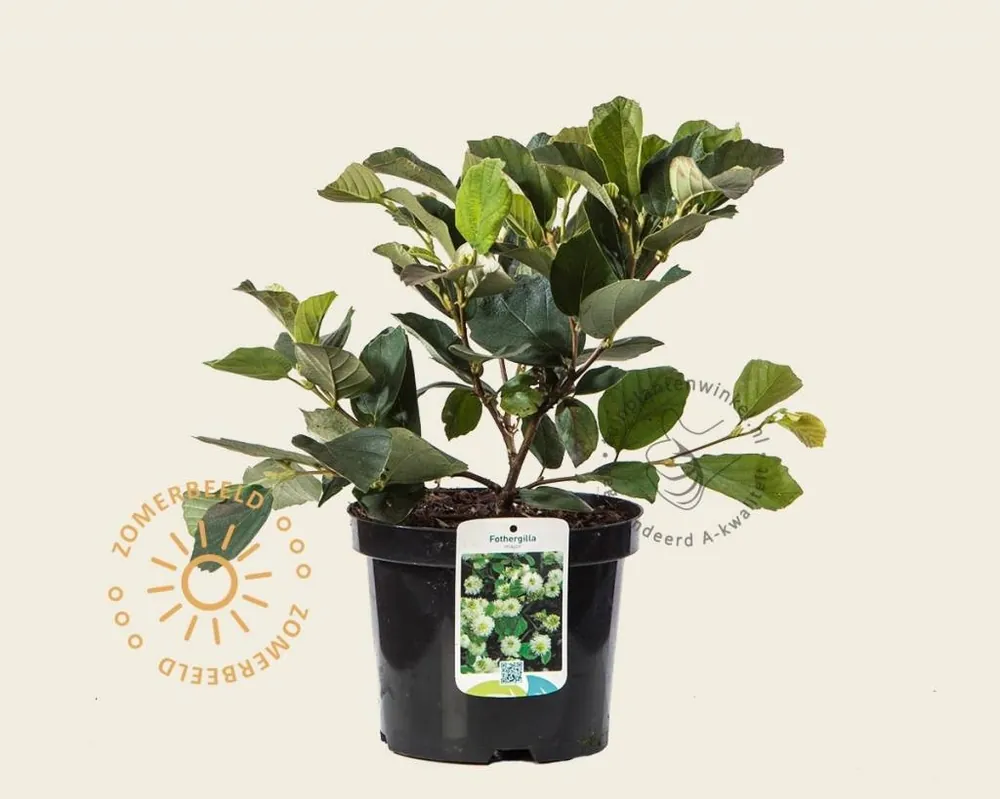 Fothergilla major - Nieuw binnengekomen