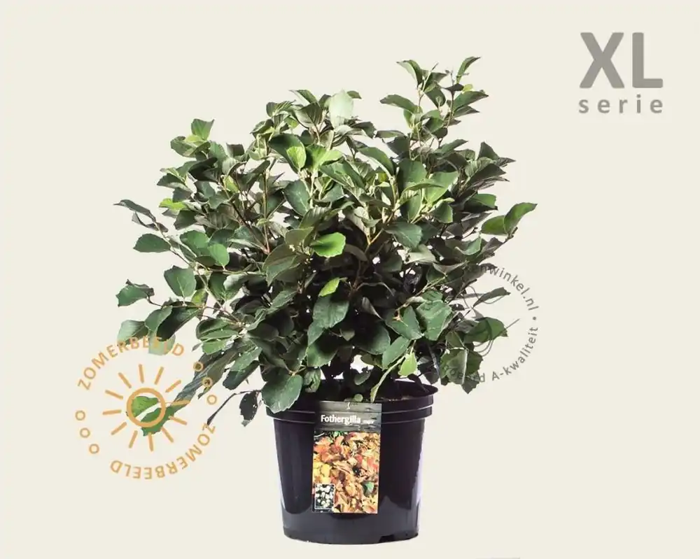 Op = op | Fothergilla major - XL