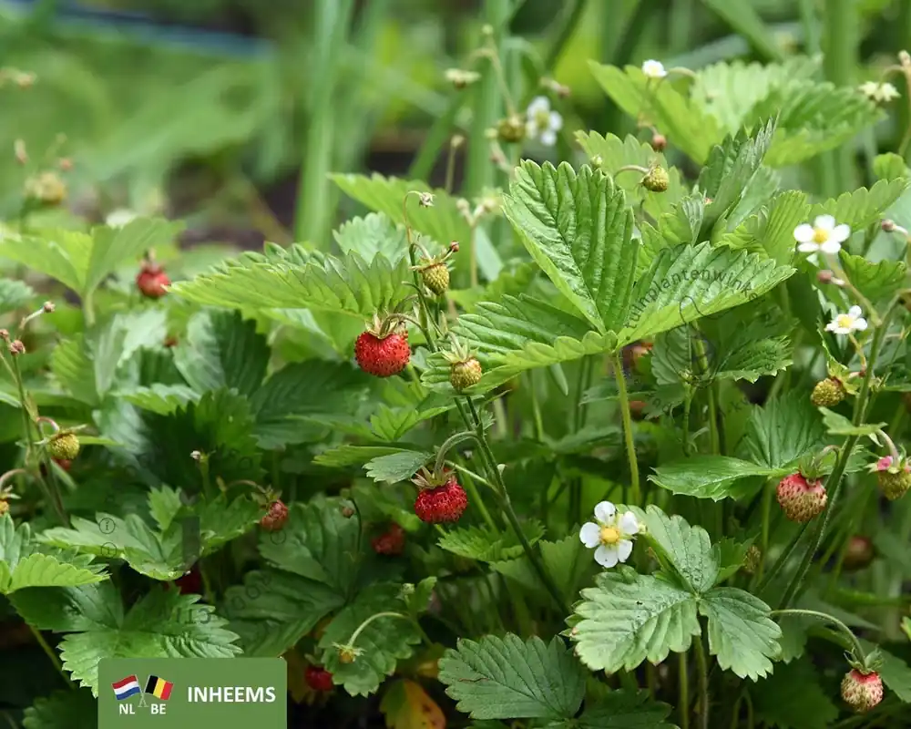 Flitsaanbieding | Fragaria vesca