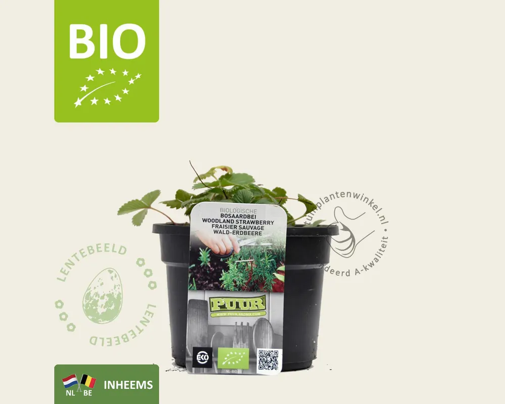 Erg populair | Fragaria vesca var. vesca - Puur
