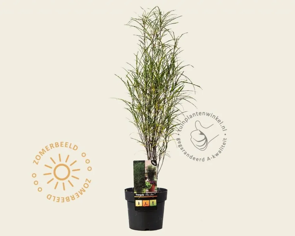 Direct leverbaar - Frangula alnus ‘Fine Line‘