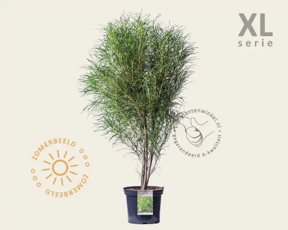 Vanaf nu beschikbaar - Frangula alnus ‘Fine Line‘ - XL