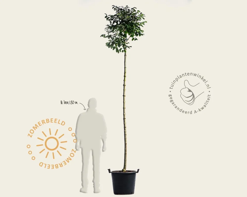 Erg populair - Fraxinus ornus ‘Mecsek‘ - 200 cm stam
