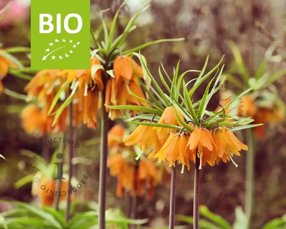 Fritillaria ‘Early Dream‘ - BIO | Flitsaanbieding