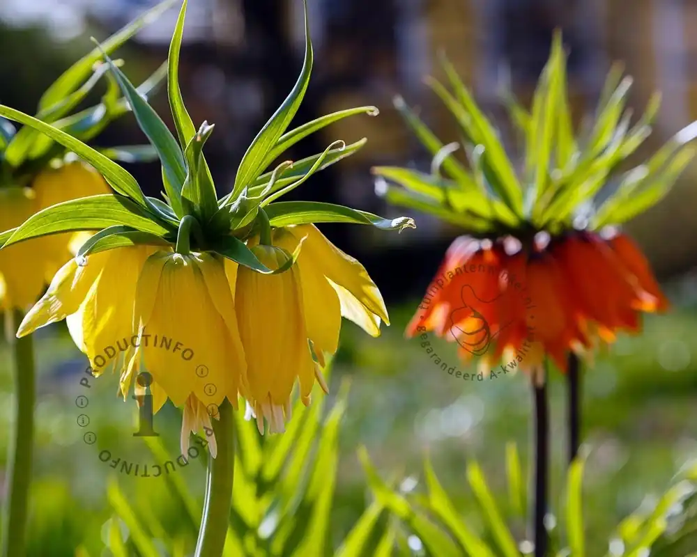 Fritillaria imperialis Mix | Tijdelijk aanbod