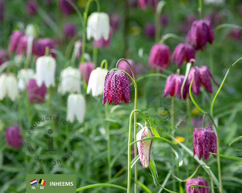 Uitverkoop - Fritillaria meleagris Mix