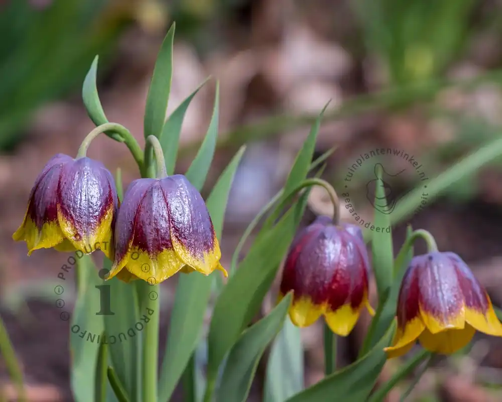 Fritillaria michailovskyi - Online kopen