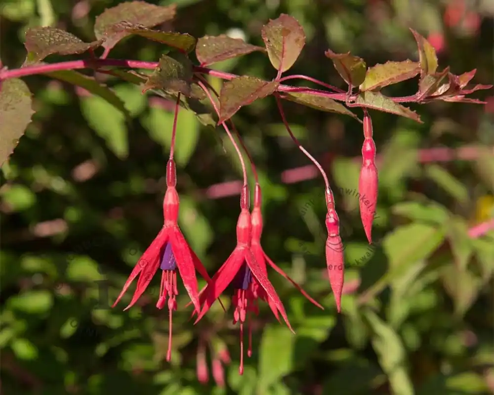 Fuchsia magellanica ‘Riccartonii’ | Lage prijs