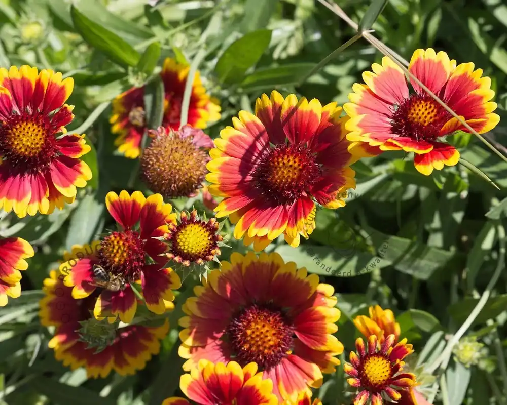 Veel voordeel | Gaillardia aristata ‘Kobold