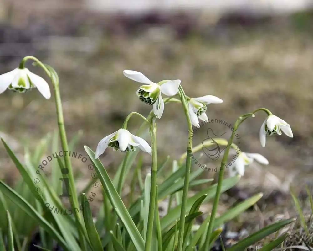 Galanthus nivalis ‘Flore Pleno‘ - Bestel nu