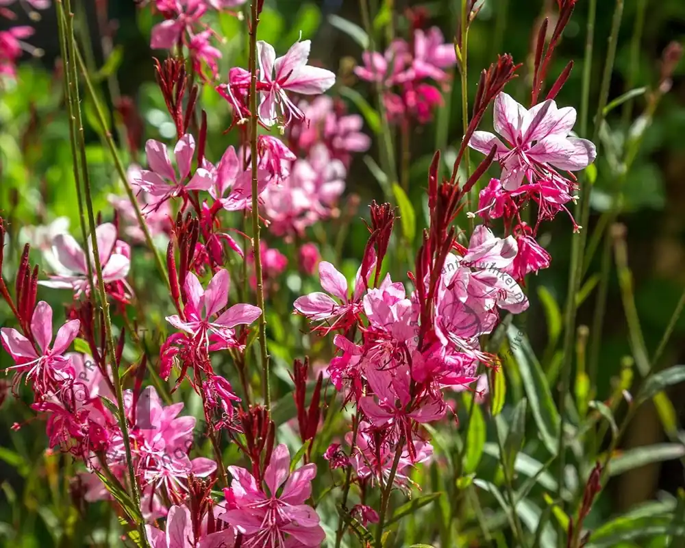 Nieuw binnengekomen | Gaura lindheimeri ‘Siskiyou Pink‘