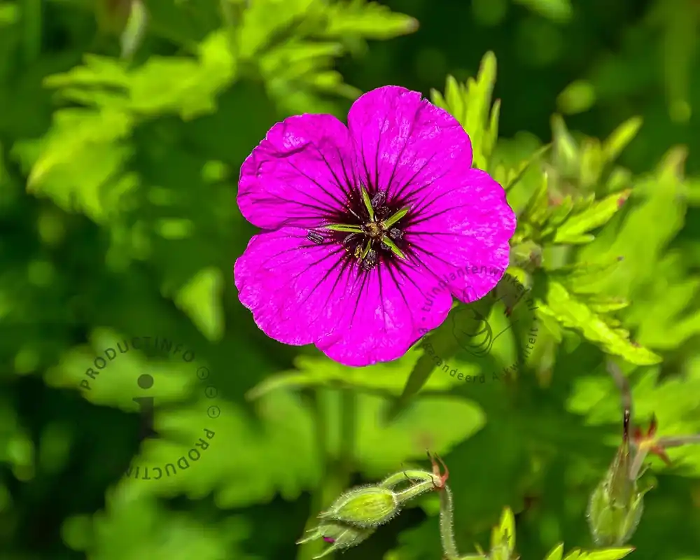 Populair | Geranium ‘Ann Folkard‘