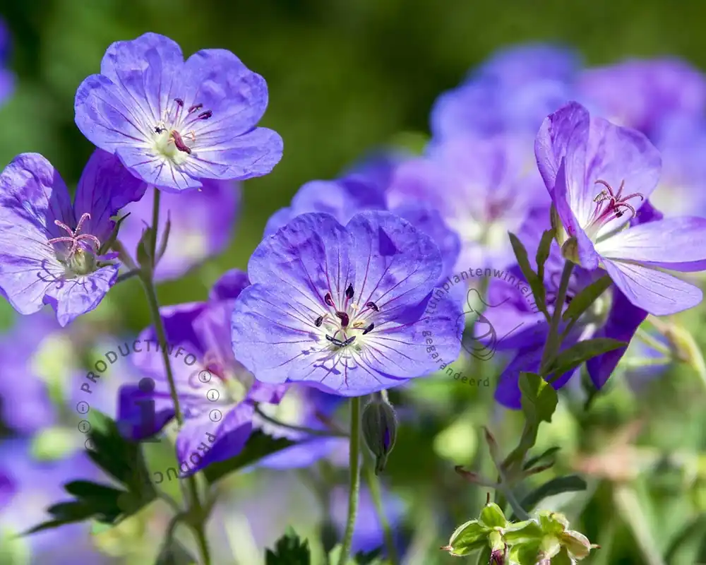 Scherpe prijs | Geranium ‘Brookside‘