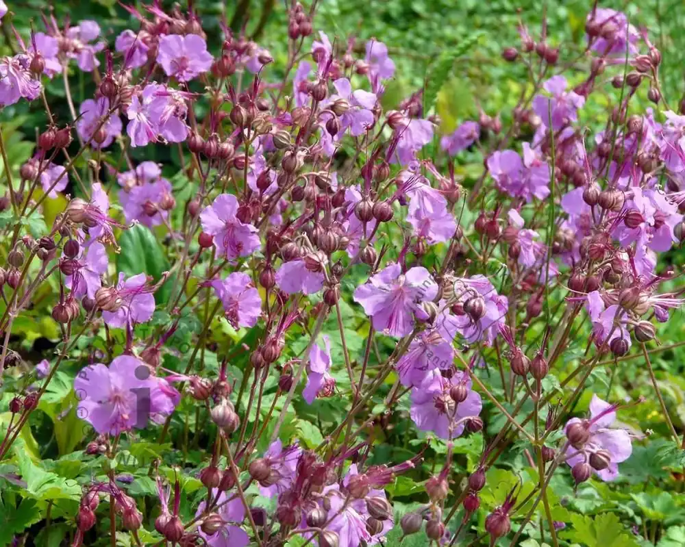 Geranium cantabrigiense ‘Cambridge‘ | Speciale aanbieding