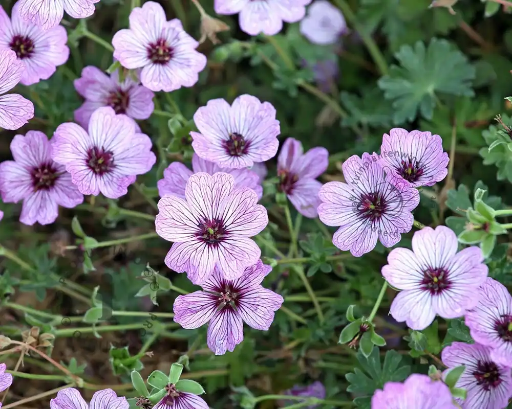 Trending | Geranium cinereum ‘Ballerina‘