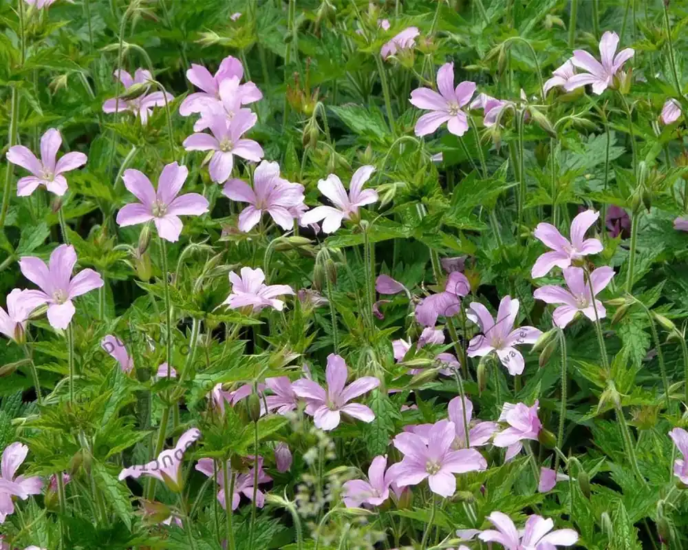 Geranium endressii ‘Wargrave Pink‘ - Nieuw in de shop