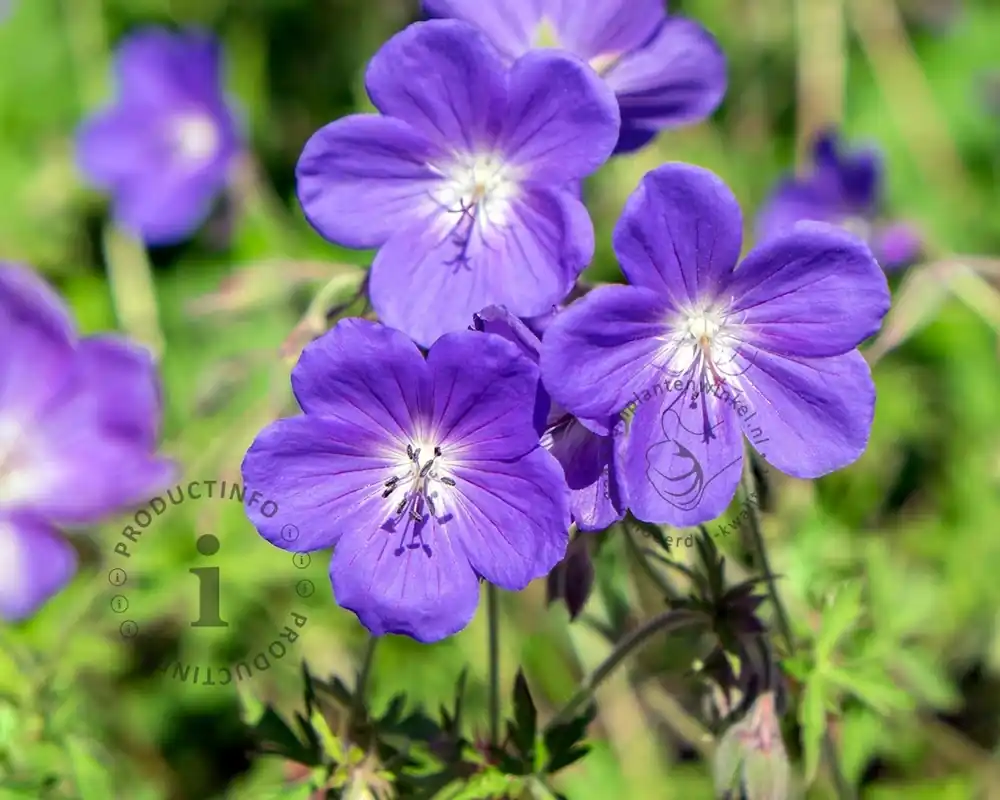 Snelle levering | Geranium ‘Johnson‘s Blue‘