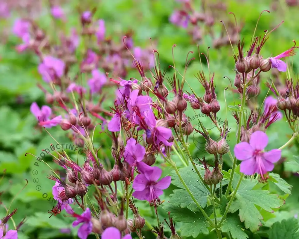 Geranium macrorrhizum ‘Czakor‘ | Eenvoudig retourneren