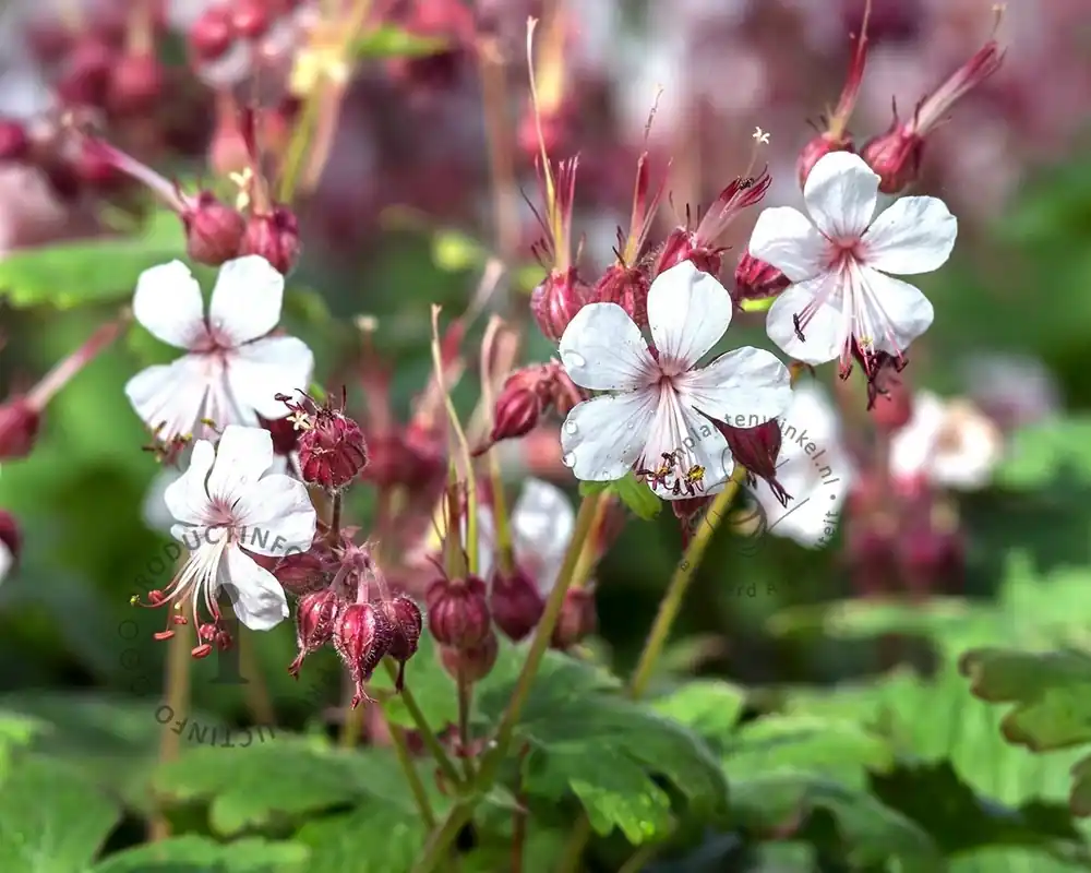 Actie loopt bijna af | Geranium macrorrhizum ‘Spessart‘