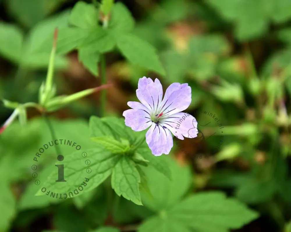 Geranium nodosum | Nog maar een paar beschikbaar