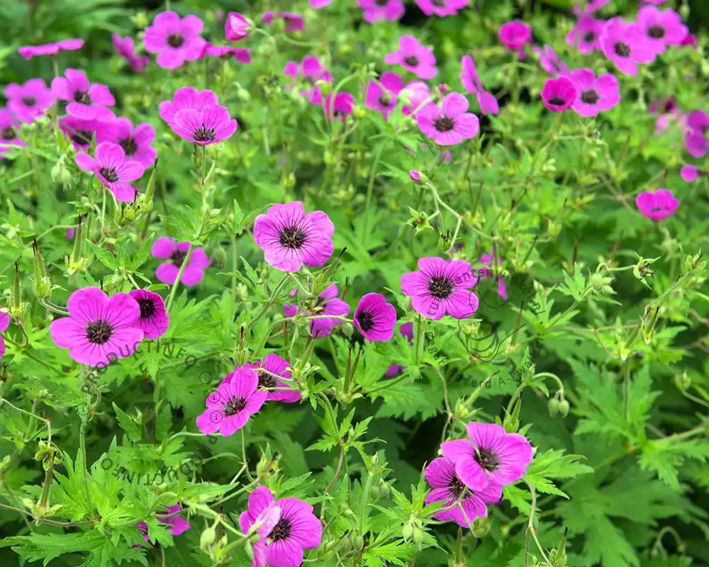 Voeg toe aan winkelwagen - Geranium ‘Patricia‘