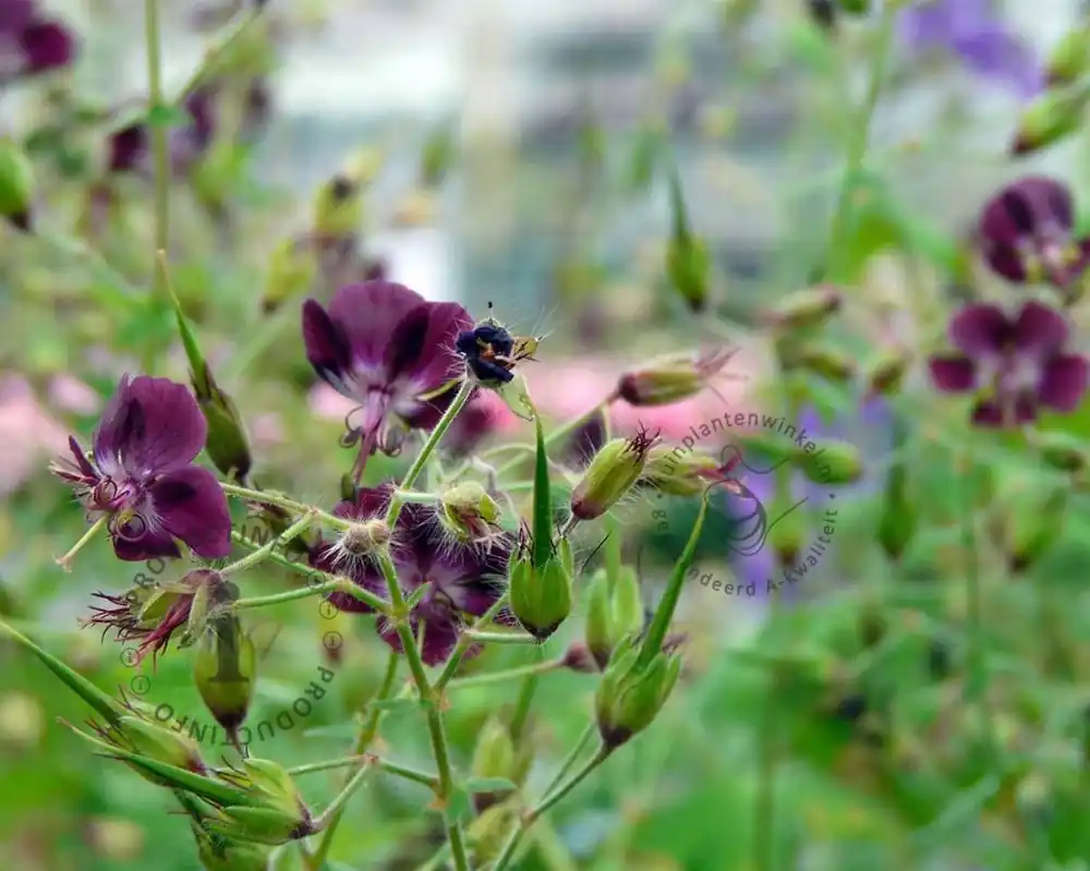 Geranium phaeum - Direct bestellen