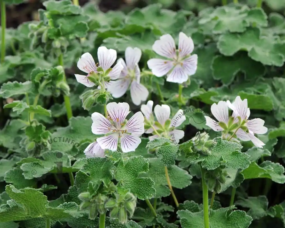 Sale - Geranium renardii