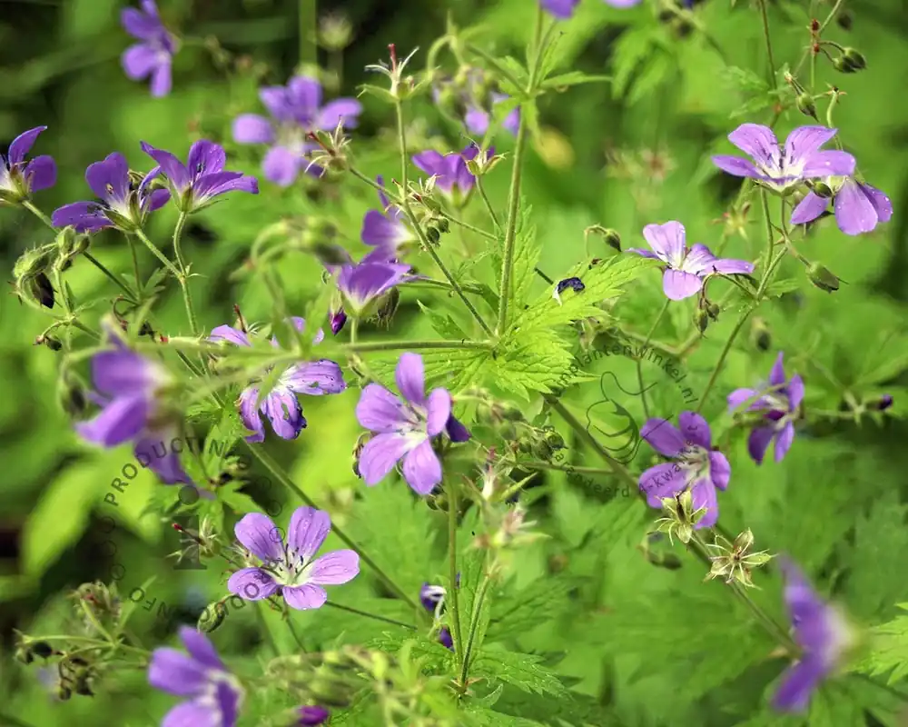 Geranium sylvaticum ‘Mayflower‘ - Professionele kwaliteit