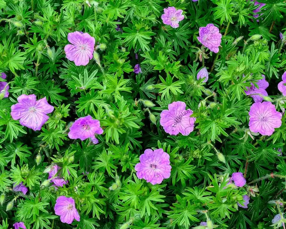 Geranium ‘Tiny Monster‘ | Nieuw binnen