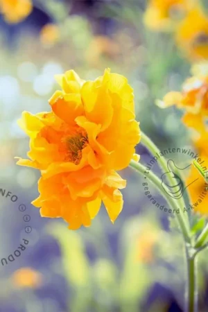 Zojuist toegevoegd - Geum chiloense ‘Lady Stratheden‘