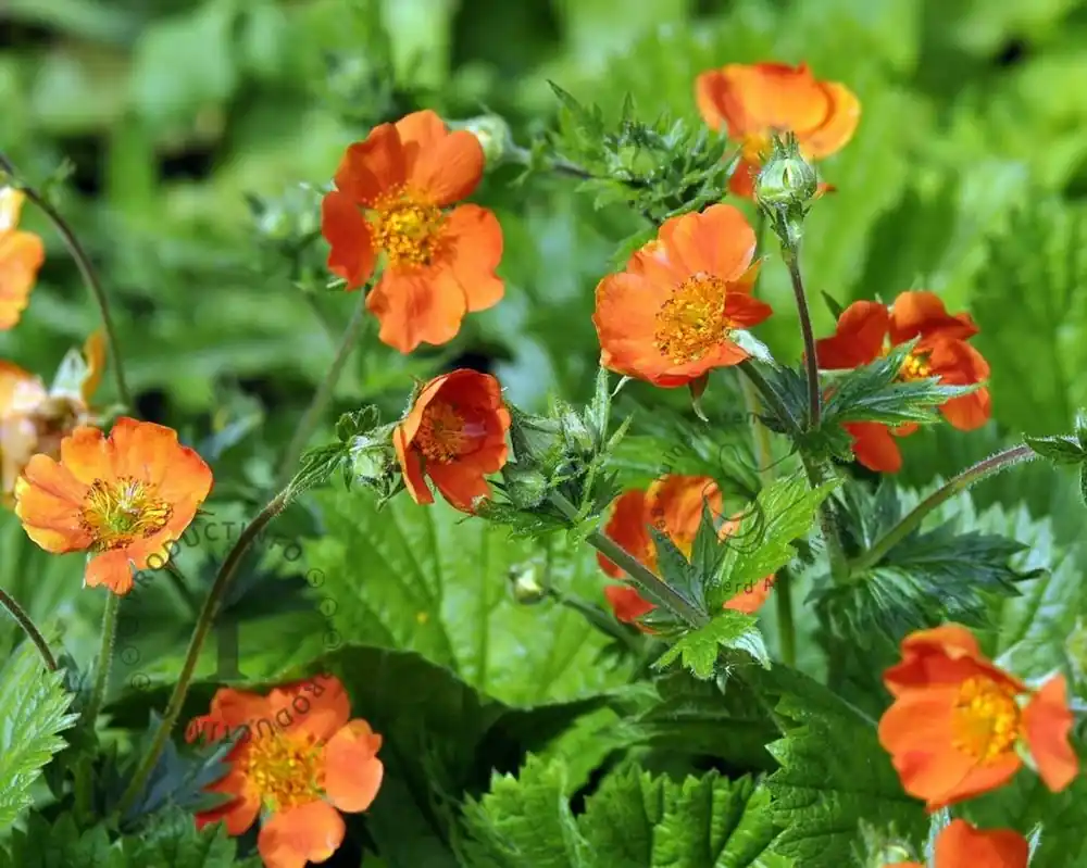 Geum coccineum ‘Borisii‘ | Nieuw in het assortiment