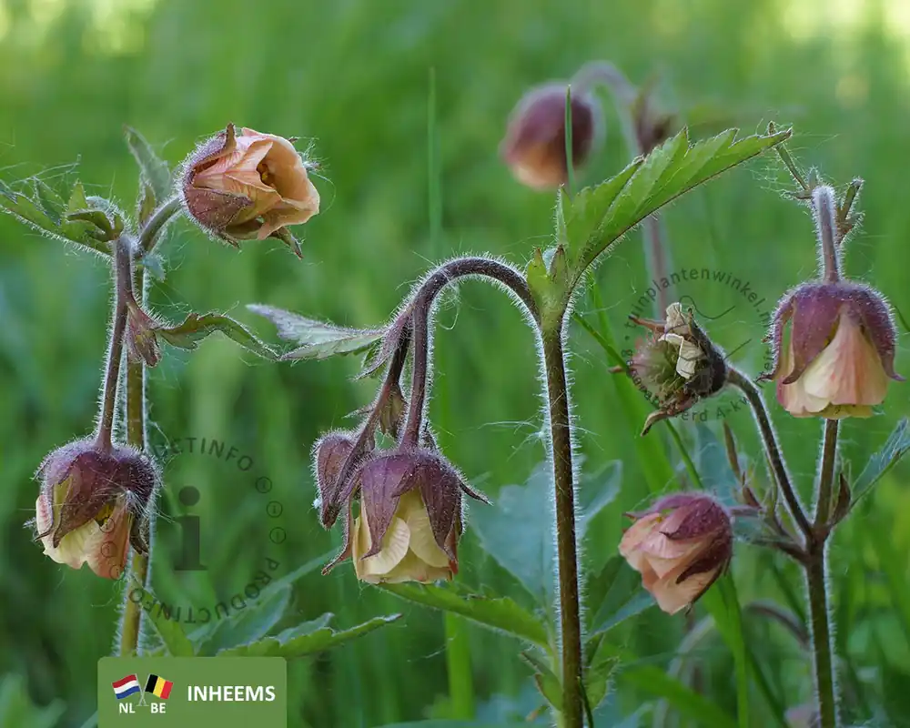Geum rivale | Online bestellen