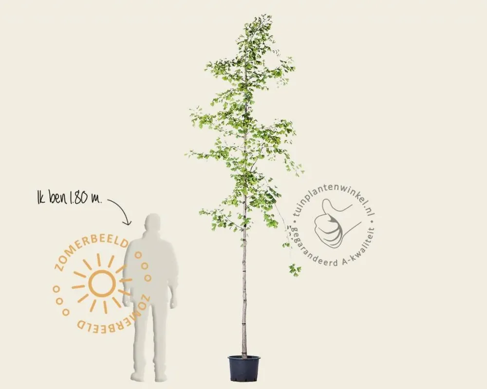 Ginkgo biloba | Aanrader