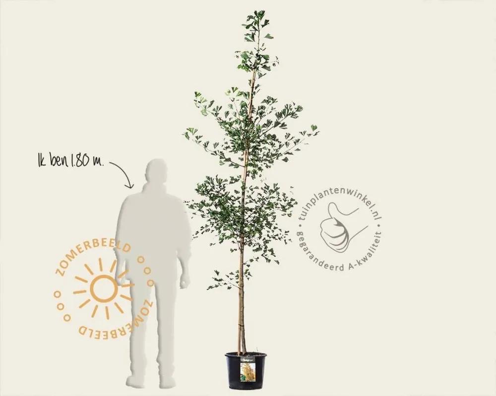Ginkgo biloba | Speciale deal